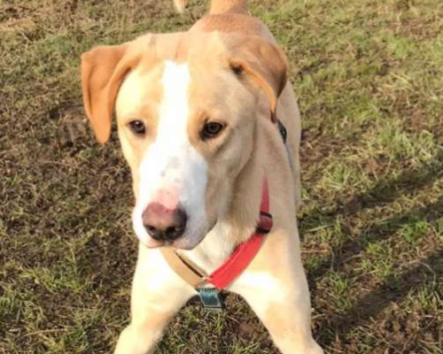 Adotta un cane, taglia grande, maschio, Monza