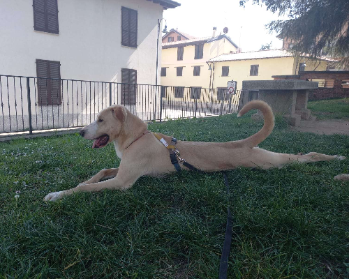 Vuoi adottare un cane a Monza?