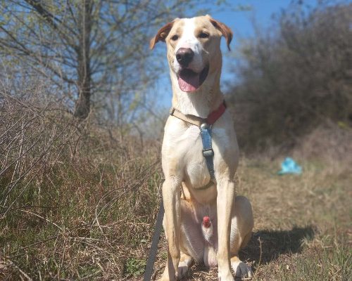 Adotta il cane Leo a Monza