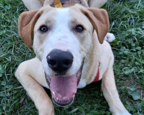 Adozione cane, maschio, meticcio, 4 anni  e 11 mesi , taglia grande, Monza