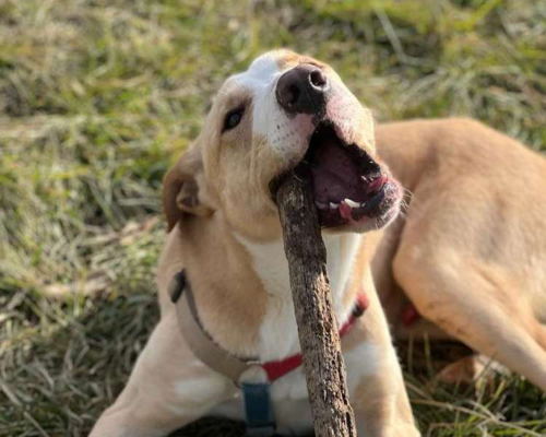 Adotta un cane, maschio, 4 anni  e 11 mesi , Monza
