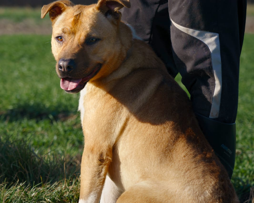 Adozione cane, maschio, meticcio, 3 anni e 8 mesi, taglia grande, Como