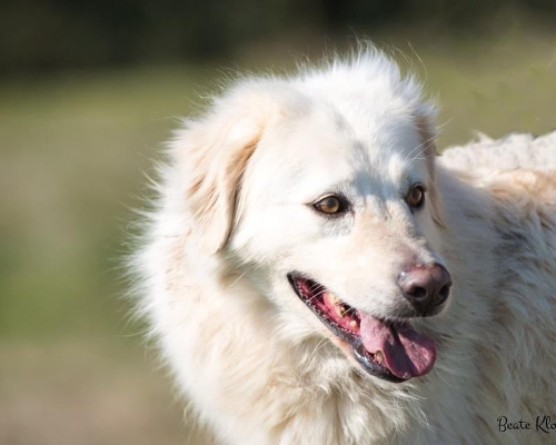 Adozione cane, femmina, meticcio, 8 anni e 3 mesi, taglia grande, Roma