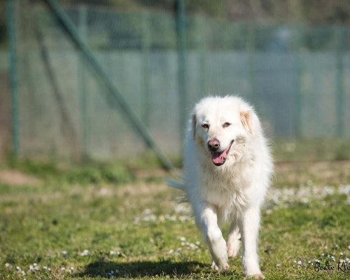 Adotta un cane, taglia grande, femmina, Roma