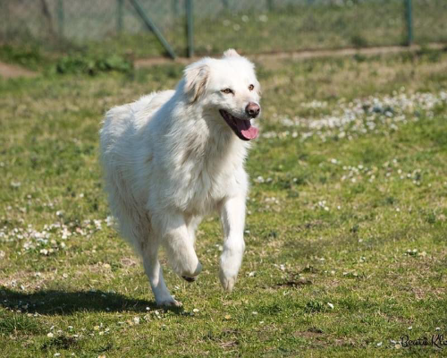 Adotta un cane, femmina, 8 anni e 3 mesi, Roma