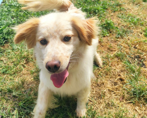 Adotta un cane, maschio, 7 anni  e 8 mesi , Roma