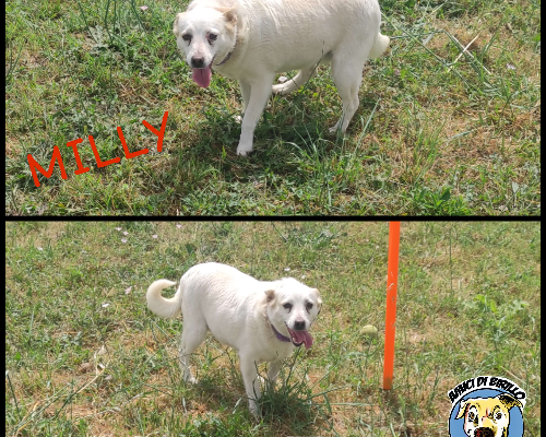 Vuoi adottare un cane a Roma?