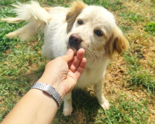 Foto dell'animale