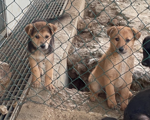 Adotta un cane, taglia media, femmina, Verona