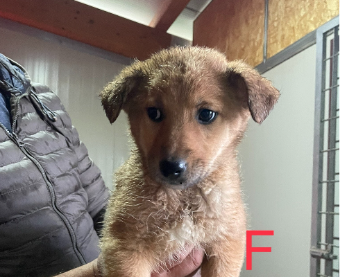 Adozione cane, femmina, meticcio, 3 anni e 5 mesi, taglia media, Verona