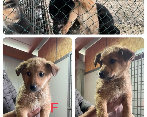 Adotta un cane, femmina, 3 anni e 5 mesi, Verona