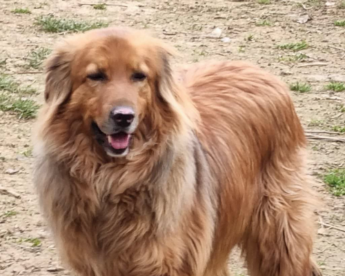 Adotta un cane, maschio, 7 anni  e 3 mesi , Bergamo