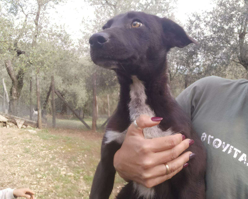 Adotta il cane JANE a Frosinone