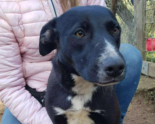 Adotta un cane, femmina, 3 anni e 11 mesi, Frosinone