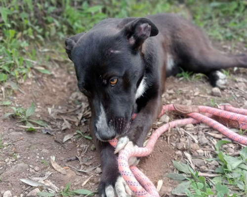 Adotta un cane, taglia media contenuta, femmina, Frosinone