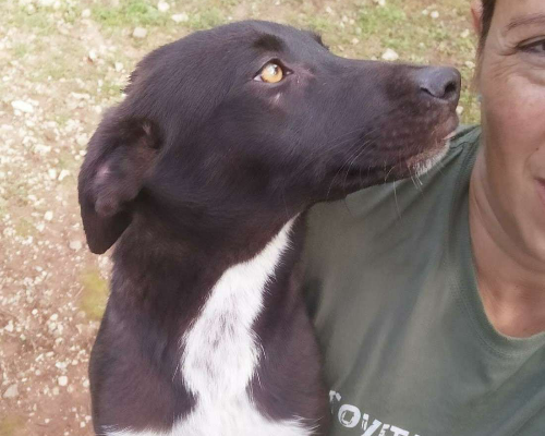 Vuoi adottare un cane a Frosinone?