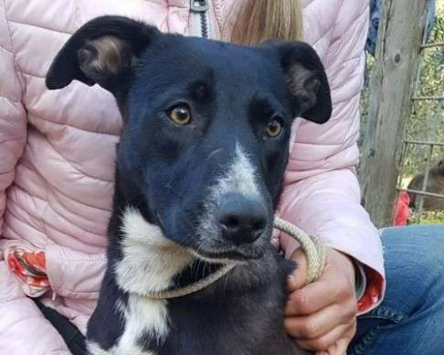 Adozione cane, femmina, Razza sconosciuta, 3 anni e 11 mesi, taglia media contenuta, Frosinone