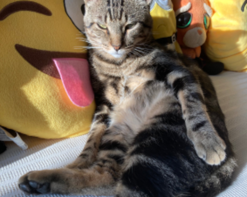 Vuoi adottare un gatto a Milano?