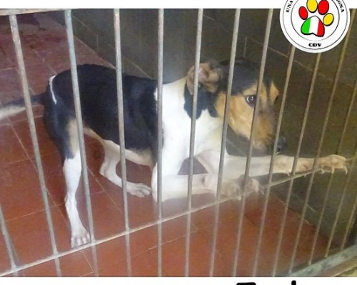 Adozione cane, maschio, Razza sconosciuta, 4 anni e 2 mesi, taglia piccola, Como