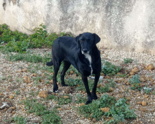 Foto dell'animale