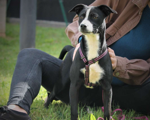 Adotta un cane, taglia piccola, femmina, Lecce