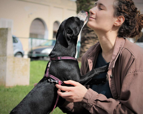 Vuoi adottare un cane a Lecce?
