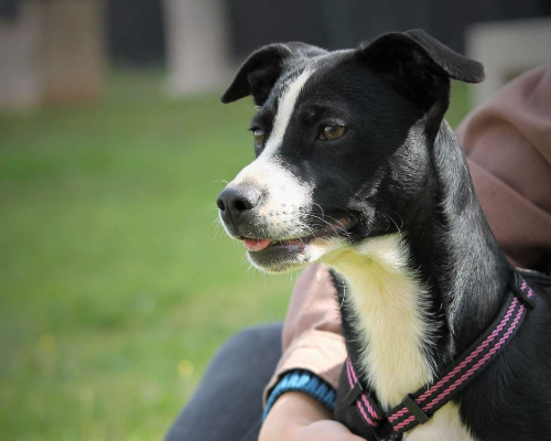 Adozione cane, femmina, meticcio, 3 anni e 8 mesi, taglia piccola, Lecce