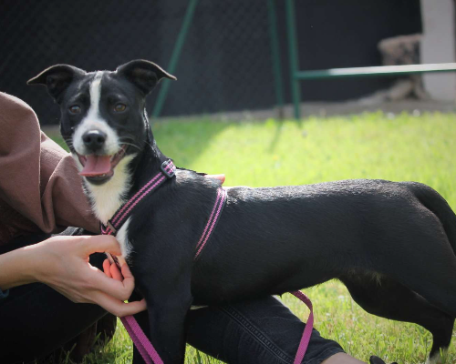 Adotta un cane, femmina, 3 anni e 8 mesi, Lecce