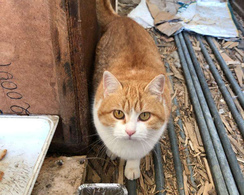 Adozione gatto, femmina, meticcio, 3 anni  e 8 mesi , taglia non valida, Torino