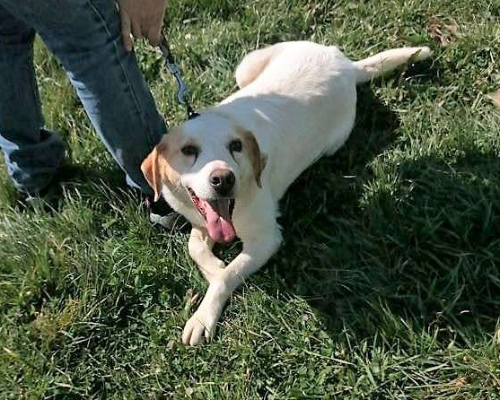 Adotta un cane, maschio, 8 anni  e 2 mesi , Roma