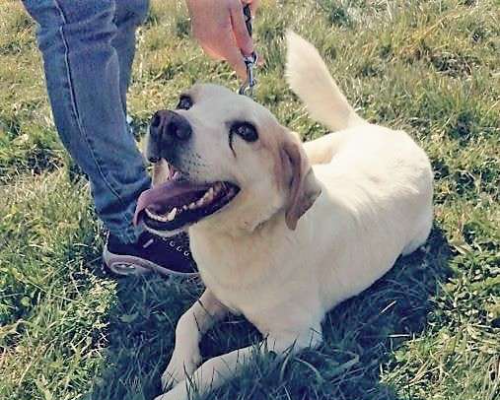 Adotta il cane LALO a Roma