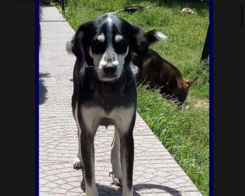 Foto 3 dell'animale