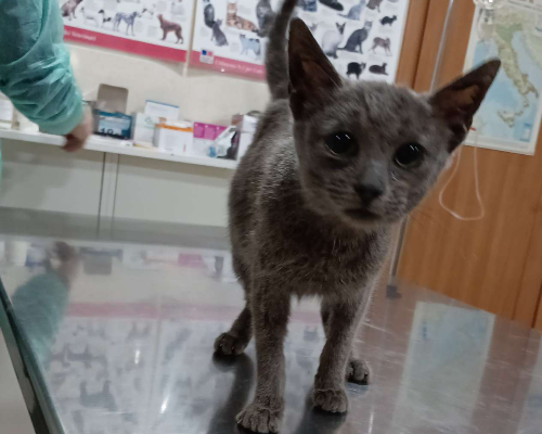 Adotta un gatto, femmina, 3 anni  e 4 mesi , Foggia