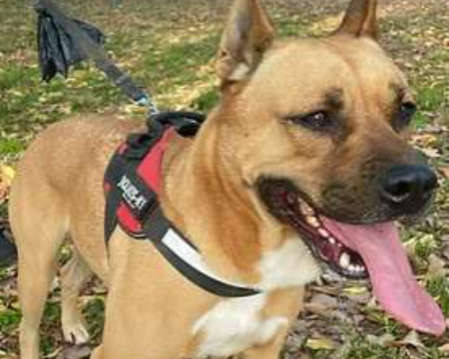 Adozione cane, maschio, American Staffordshire Terrier Cattle, 7 anni  e 4 mesi , taglia grande, Milano