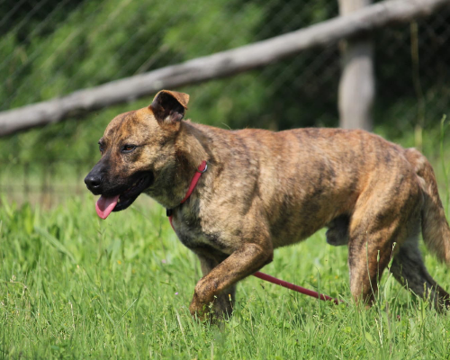 Adotta un cane, maschio, 4 anni  e 3 mesi , Roma