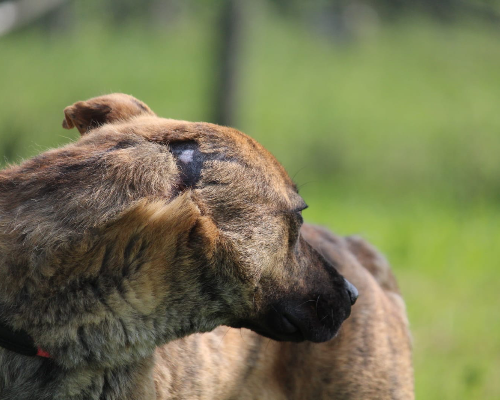 Adotta un cane, taglia media, maschio, Roma