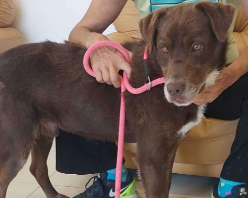 Adotta un cane, maschio, 7 anni  e 9 mesi , Bari