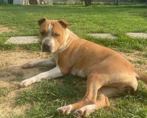 Adotta un cane, taglia media, femmina, Bergamo
