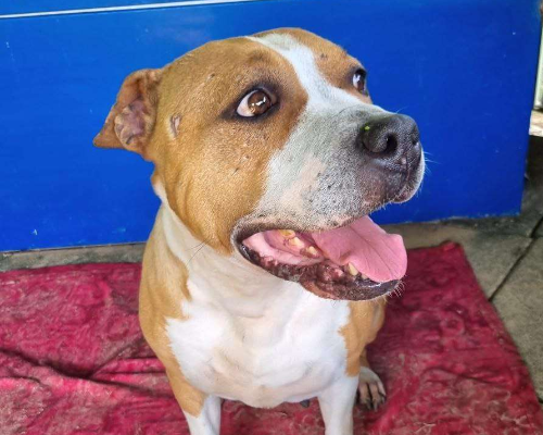 Vuoi adottare un cane a Bergamo?