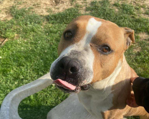 Adotta un cane, femmina, 7 anni  e 3 mesi , Bergamo