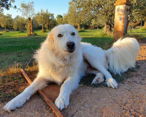 Adotta un cane, taglia grande, maschio, Roma