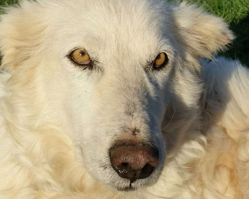 Foto dell'animale