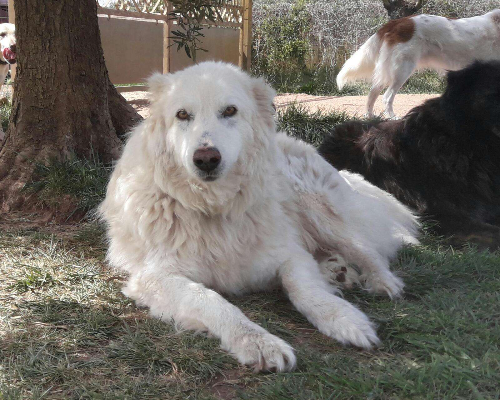 Adotta il cane Rino a Roma