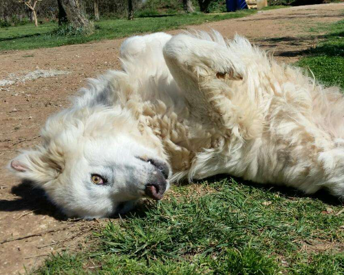 Vuoi adottare un cane a Roma?
