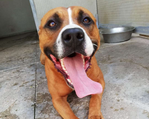 Adotta un cane, taglia media, maschio, Caserta
