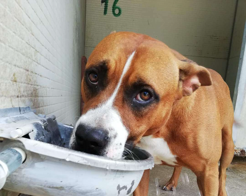 Foto dell'animale