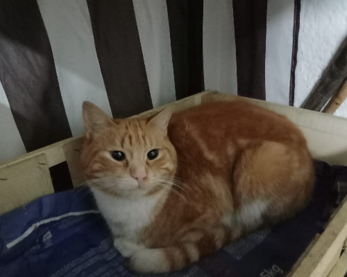 Adozione gatto, maschio, meticcio, 3 anni e 11 mesi, taglia non valida, Bologna