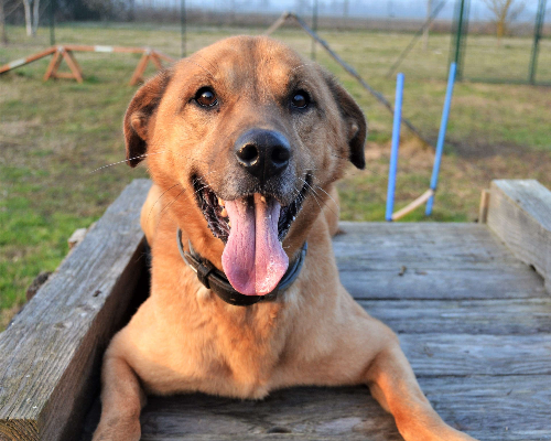 Vuoi adottare un cane a Pavia?