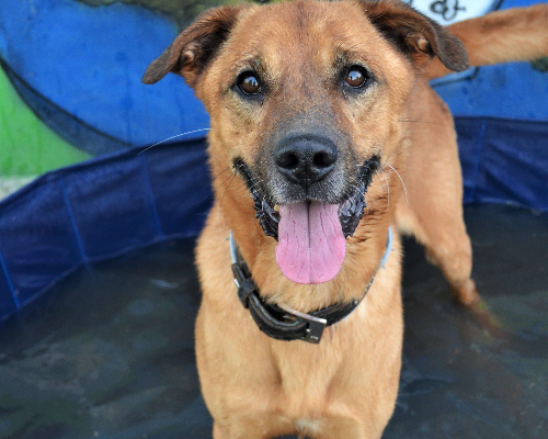 Adotta un cane, maschio, 11 anni  e 4 mesi , Pavia