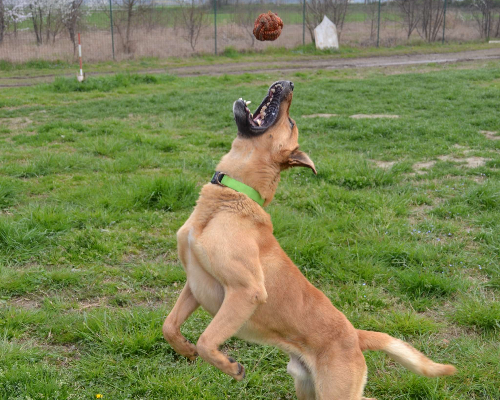 Adotta un cane, taglia grande, maschio, Pavia